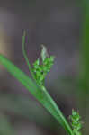 Eastern woodland sedge